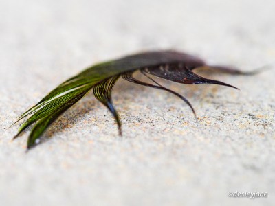 Feather out of Focus.