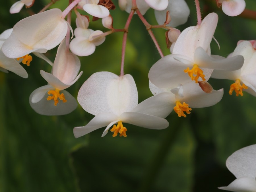 Lifou Flower.