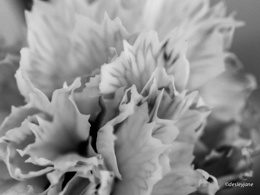 Carnation1.