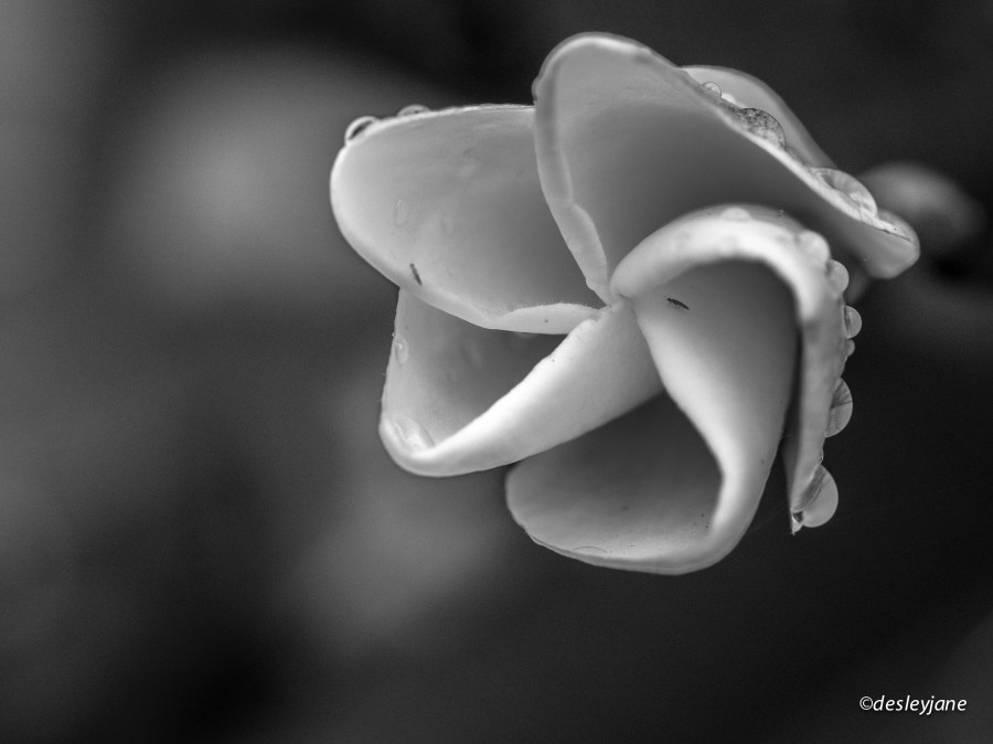 Frangipani B&W