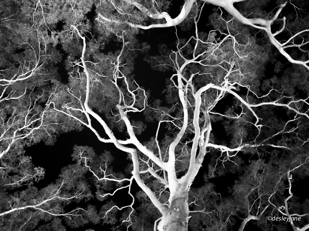 Arterial Canopy