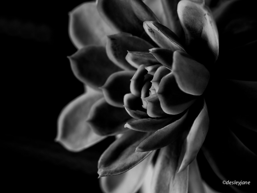 201506_Gidget&Garden-8