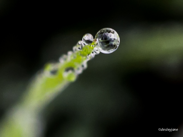 EarlyMorningDew-26
