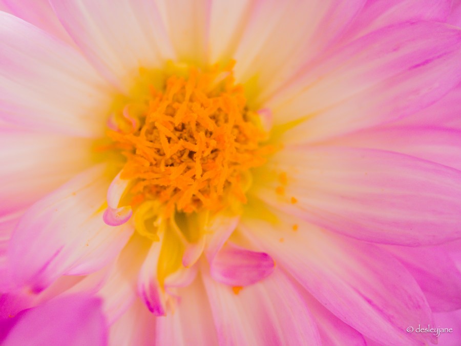 Pink Dahlia.