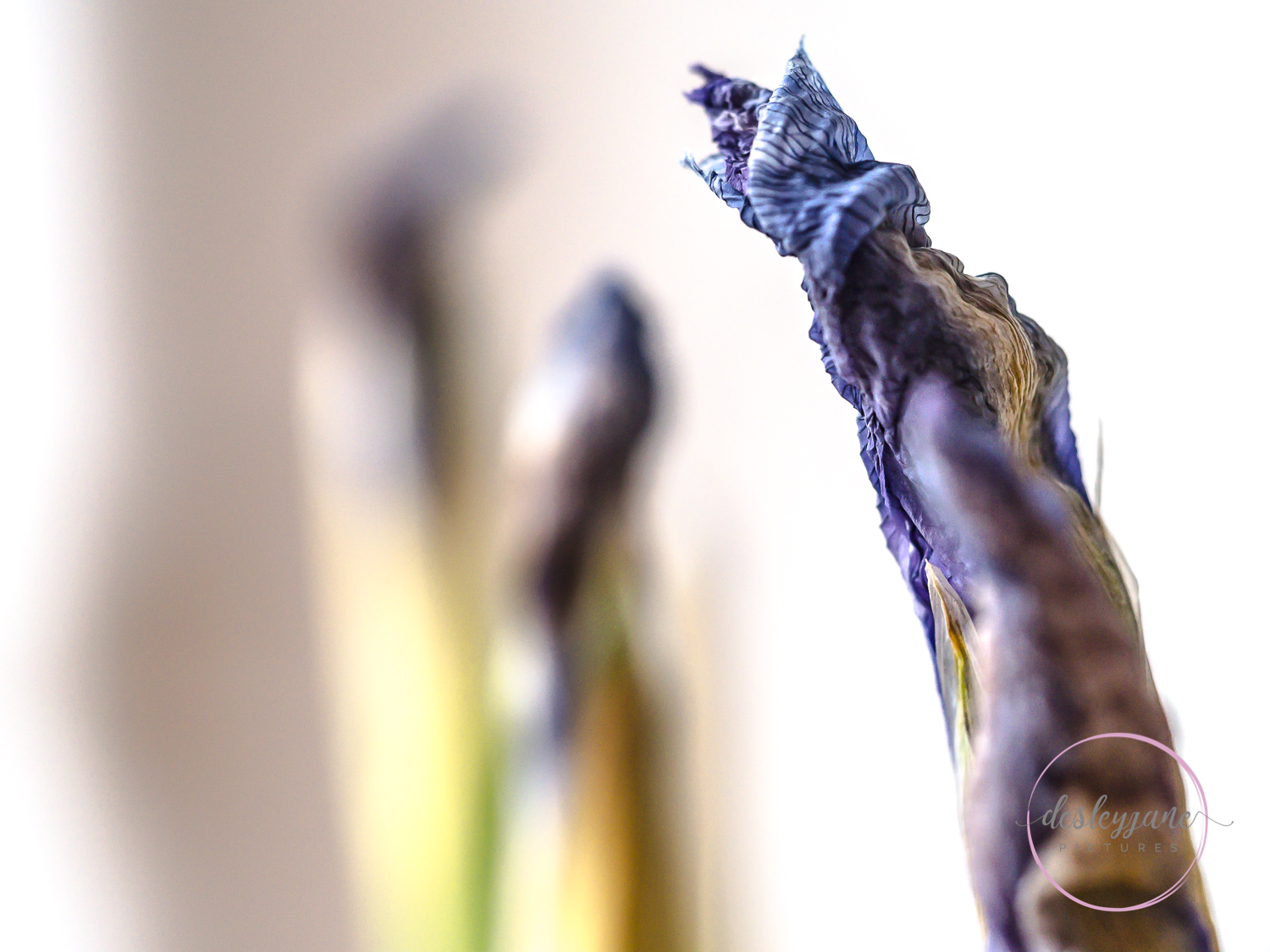 Lizzianthus&amp;Iris-17