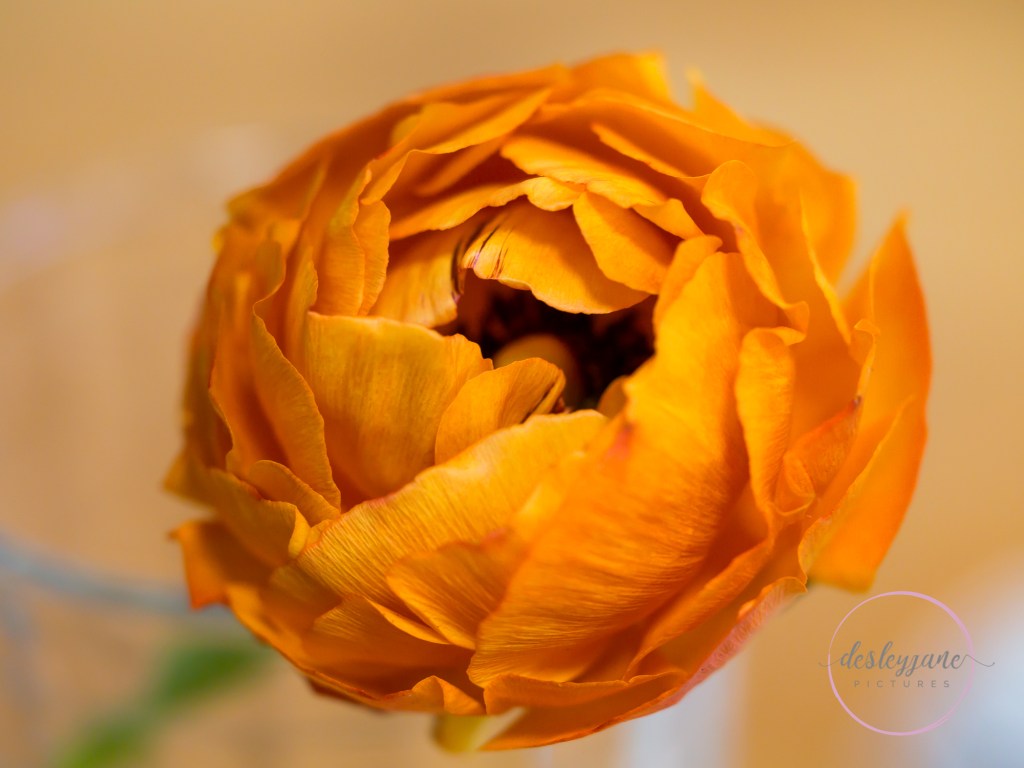 Five Minutes with a Ranunculus Part 2! – RegularRandom