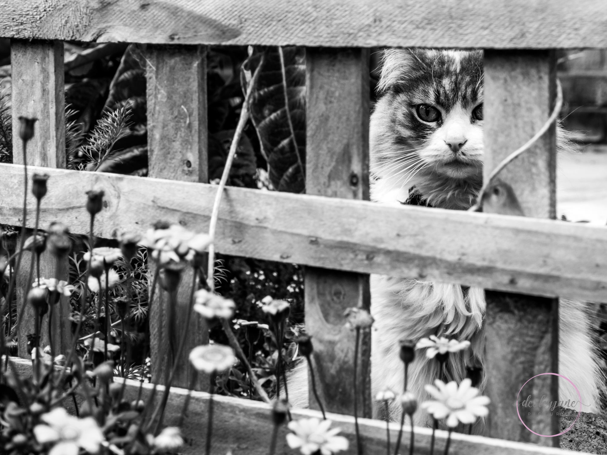 BrunswickEastFlowers-171