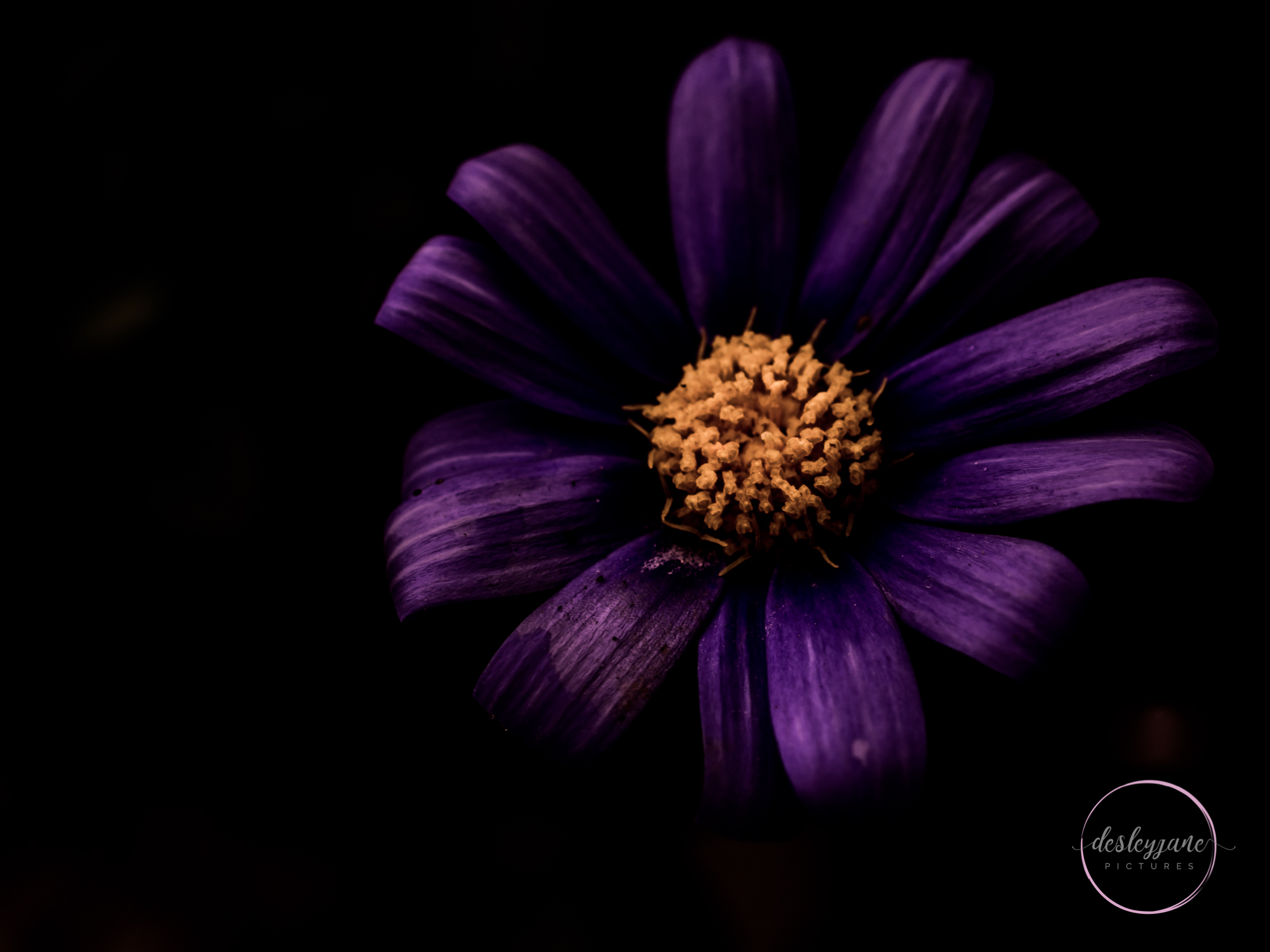 BrunswickEastFlowers-190