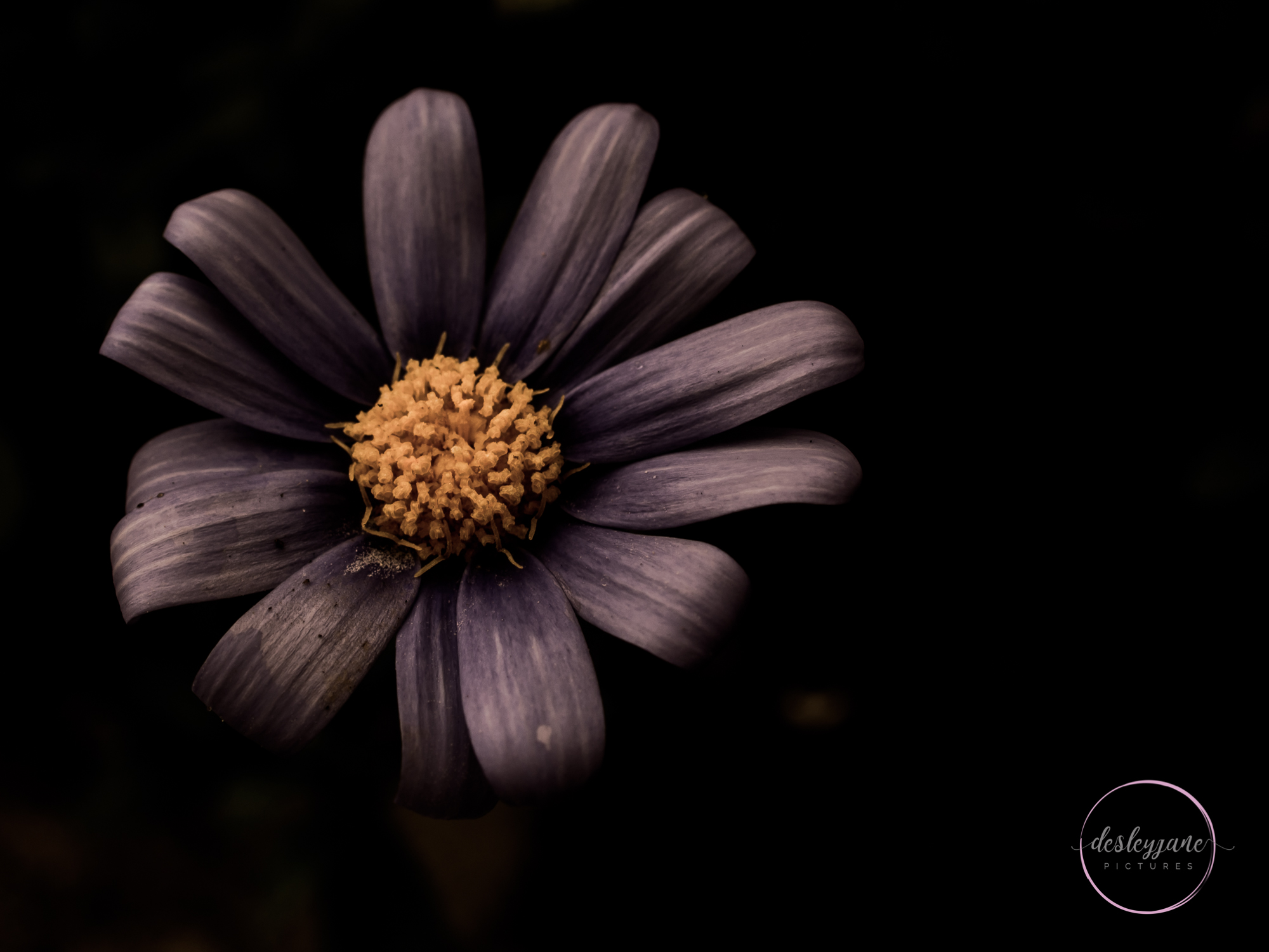 BrunswickEastFlowers-191