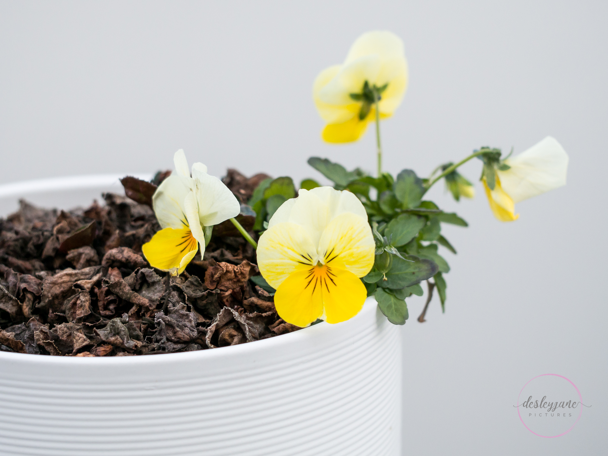 BrunswickEastFlowers-40