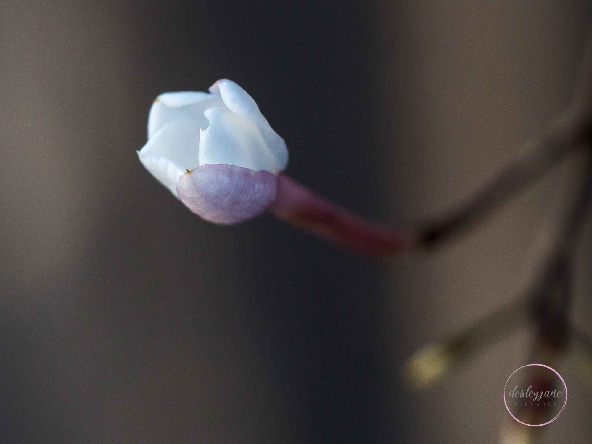 BrunswickEastFlowers-91