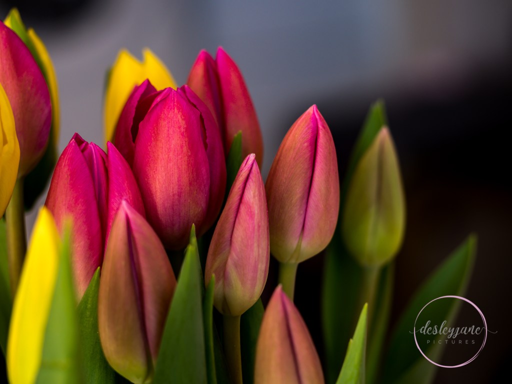 Five Minutes with Closed&nbsp;Tulips