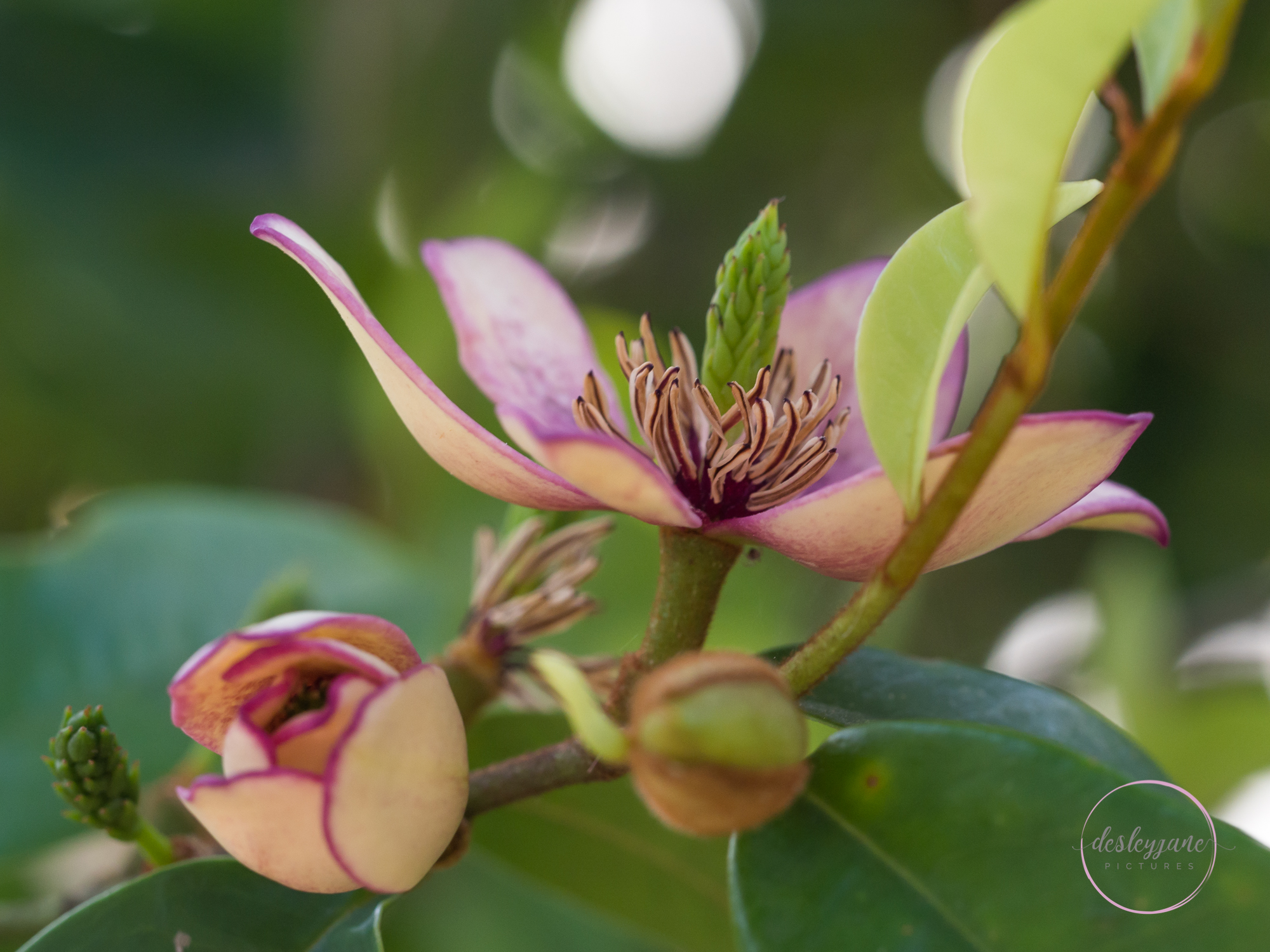 BrunswickEastFlowers-113