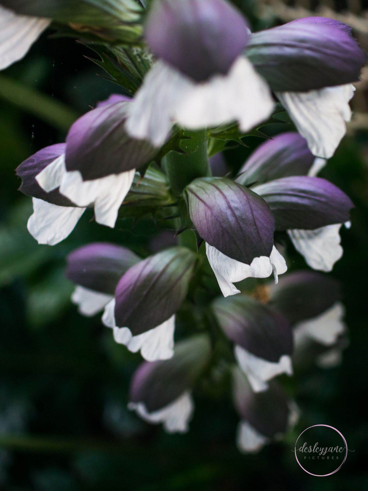 BrunswickEastFlowers-203