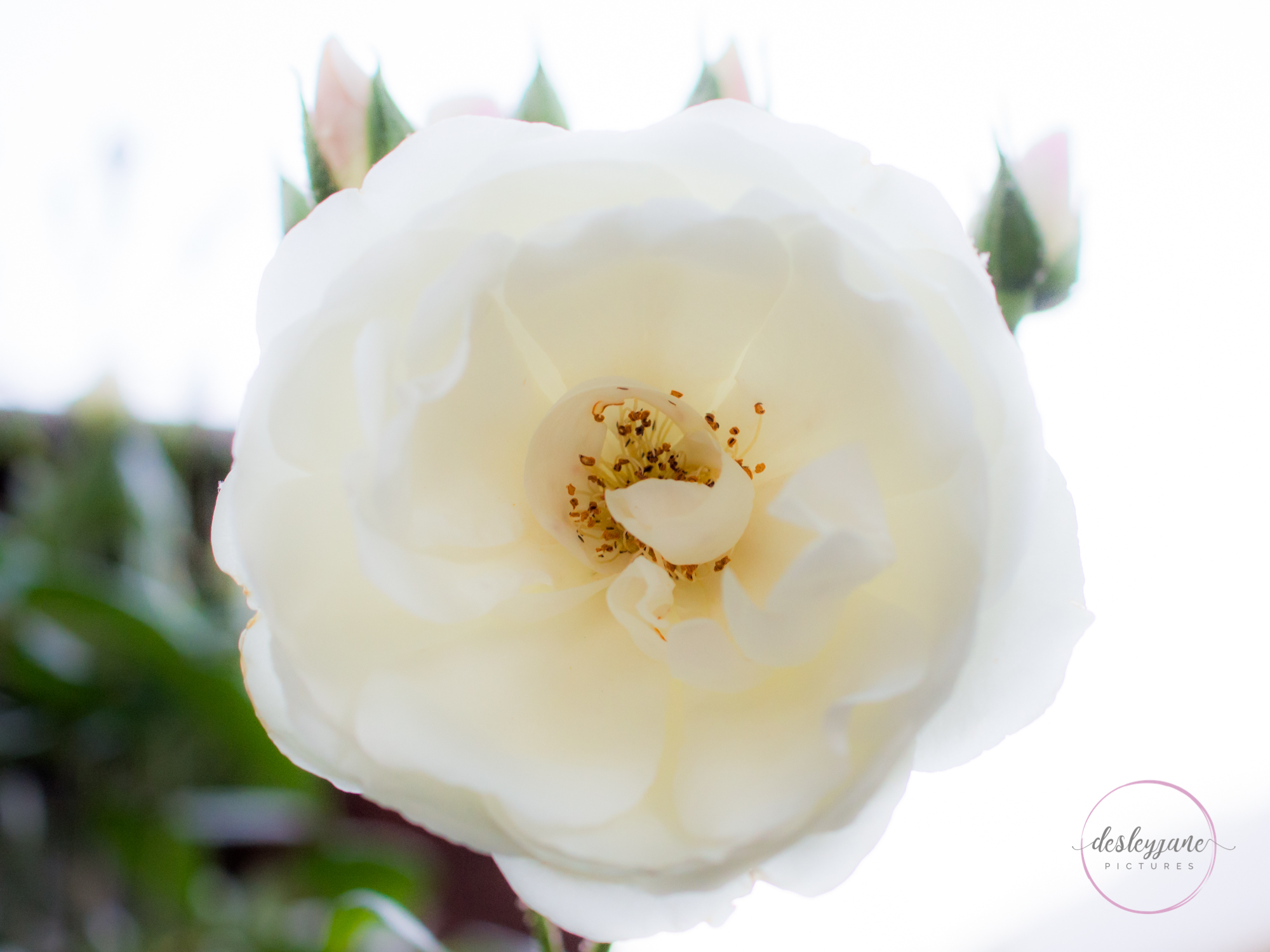 BrunswickEastFlowers-205