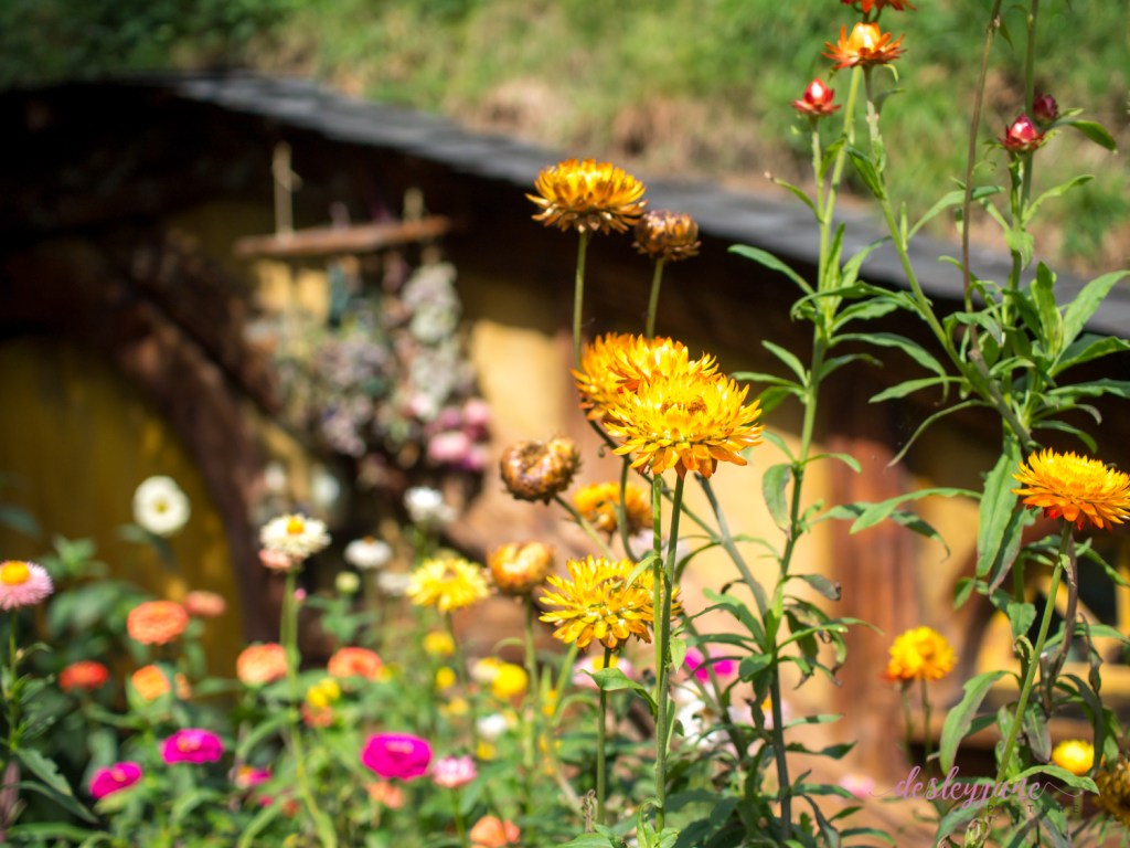 The Flowers (and things) of&nbsp;Hobbiton