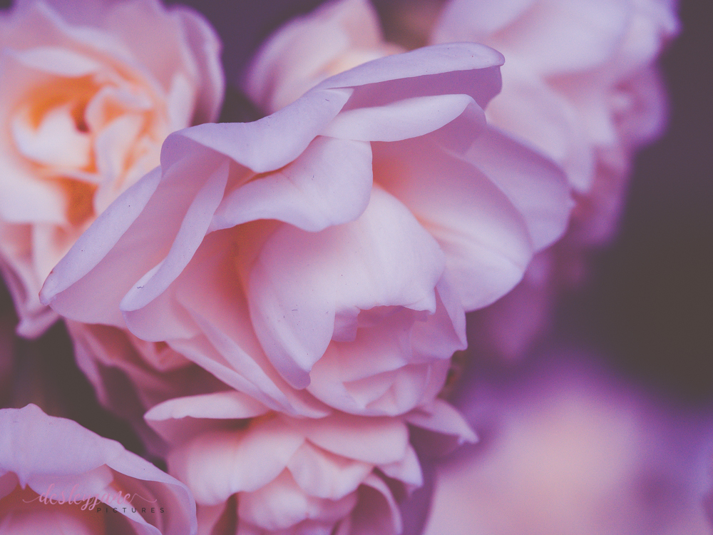 Five Minutes with Stock Flowers –&nbsp;RegularRandom