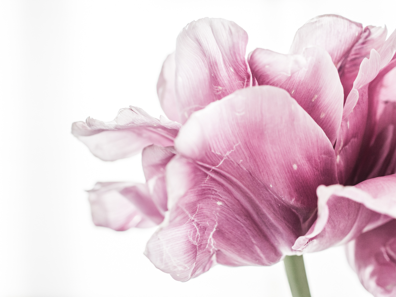 Tulips_Julianadorp-160