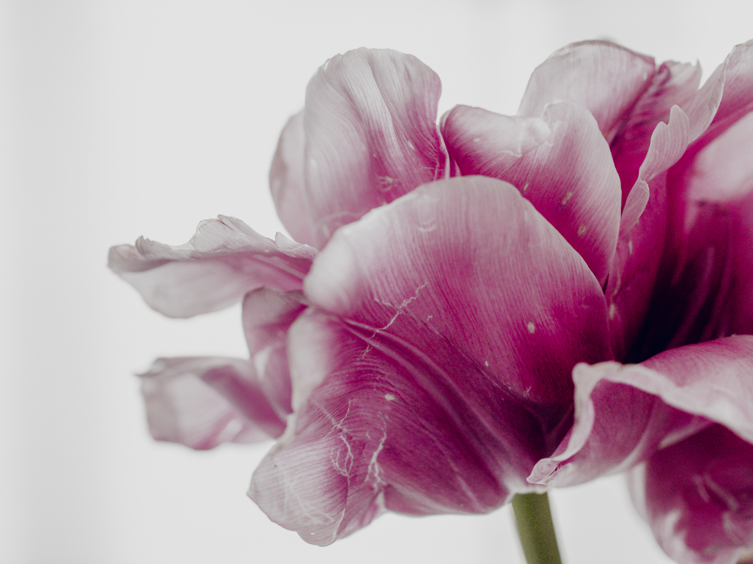 Tulips_Julianadorp-161