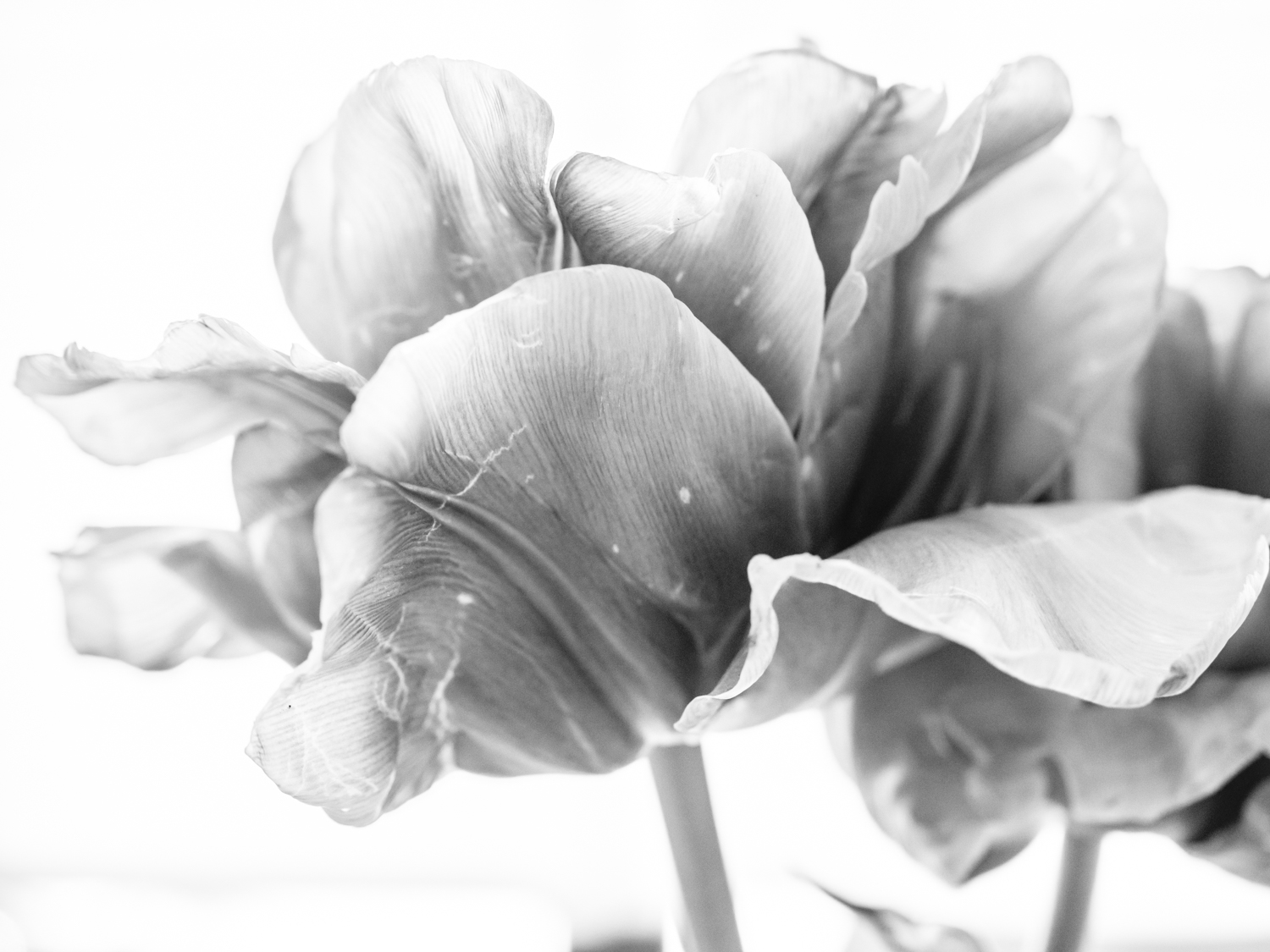 Tulips_Julianadorp-162
