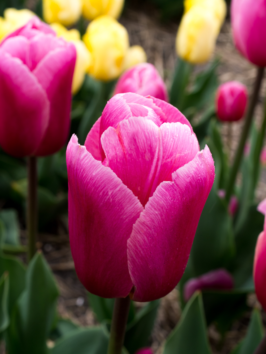 Tulips_Julianadorp-67