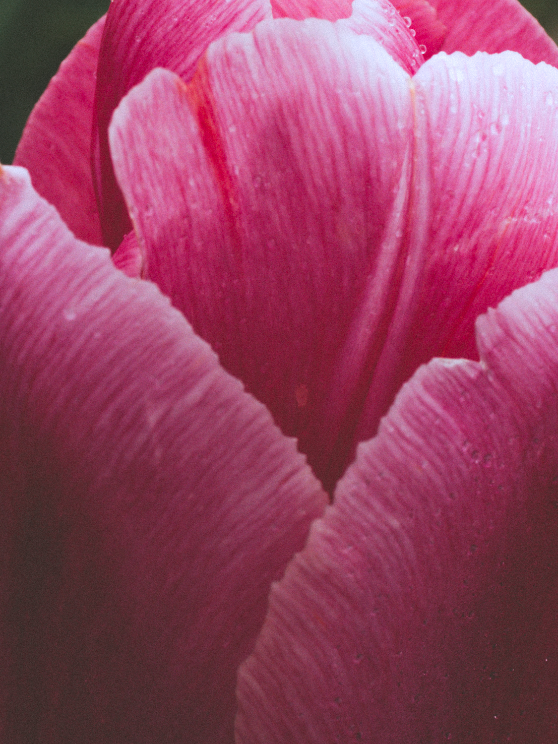 Tulips_Julianadorp-68
