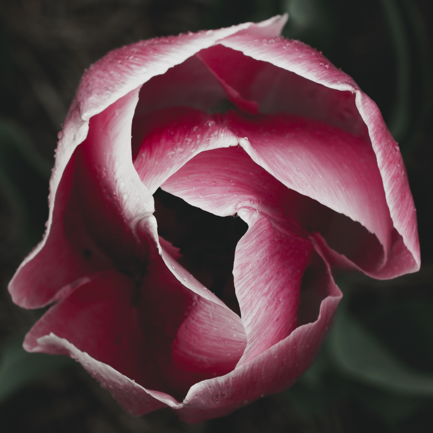 Tulips_Julianadorp-69