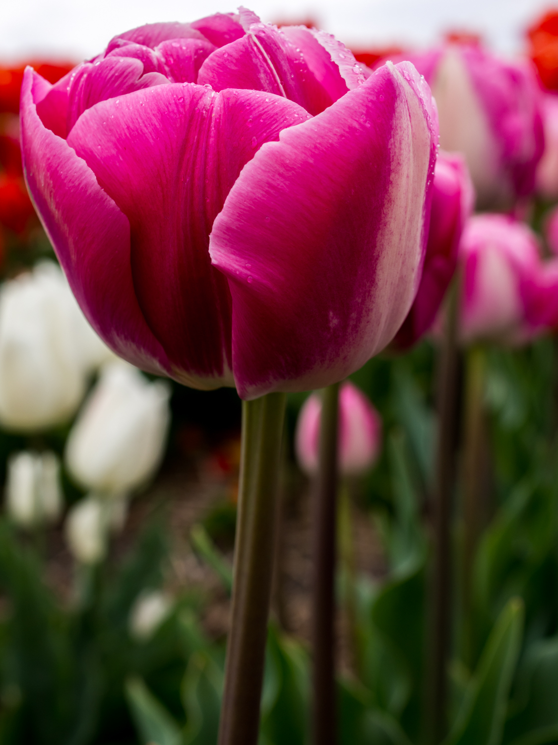Tulips_Julianadorp-73