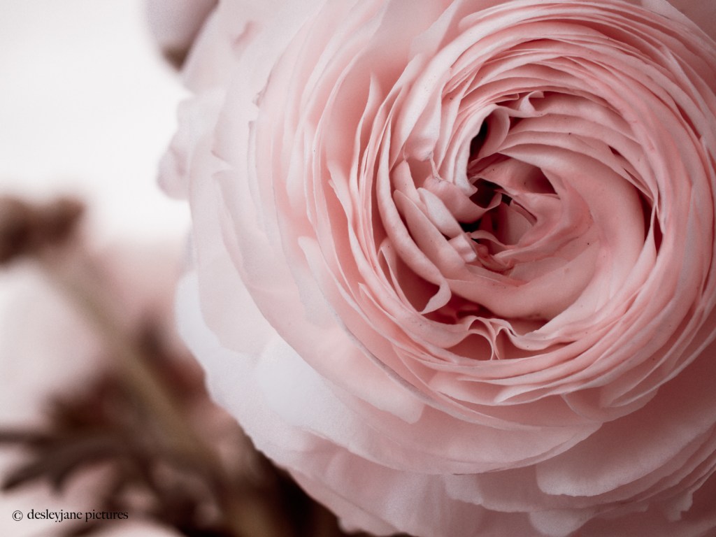Five Minutes with Some Ranunculus – RegularRandom