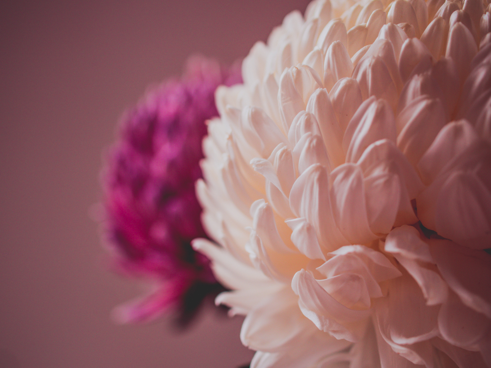 Five Minutes with a White Disbud – Regular Random