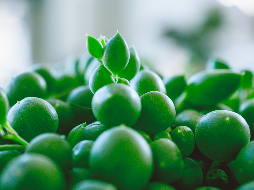 Five minutes with String of Pearls – A Quick Regular Random